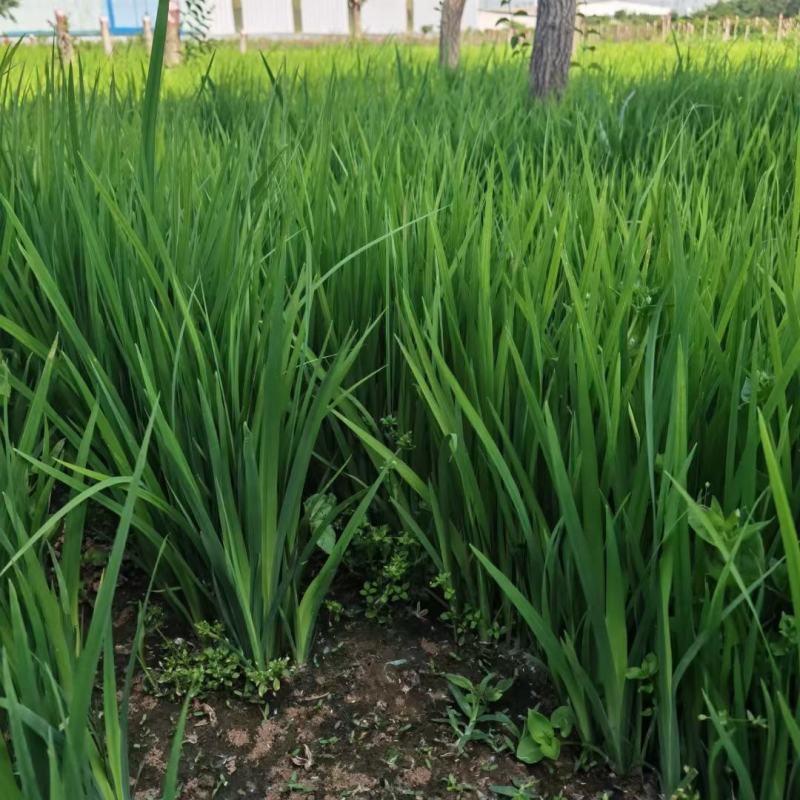 黄菖蒲种子新采花卉种子水生黄菖蒲种子水陆植物耐涝