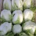 白菜，精品小白菜小油菜，甘蓝，有机花，精品叶菜类，瓜果类