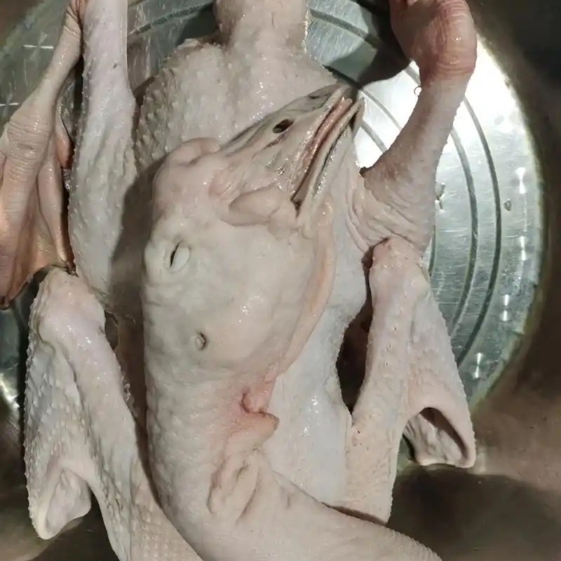 现杀狮头鹅，脚翅等