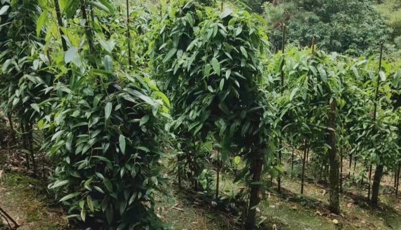 土茯苓苗，基地直供，包技术，包回收