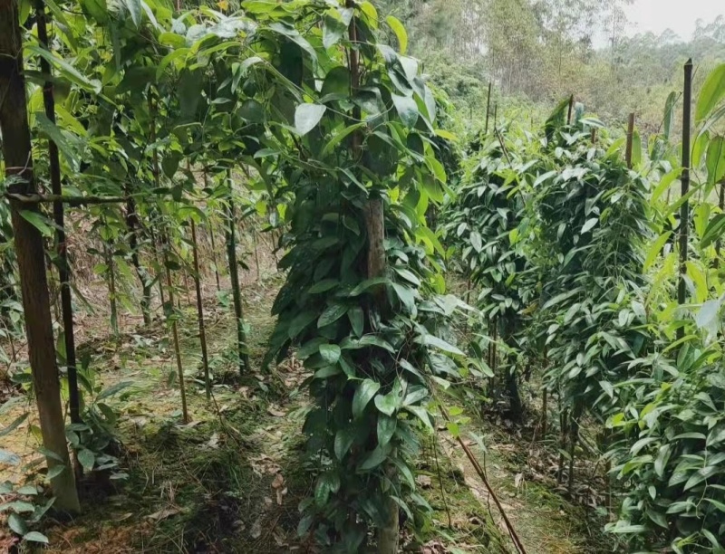土茯苓苗，基地直供，包技术，包回收