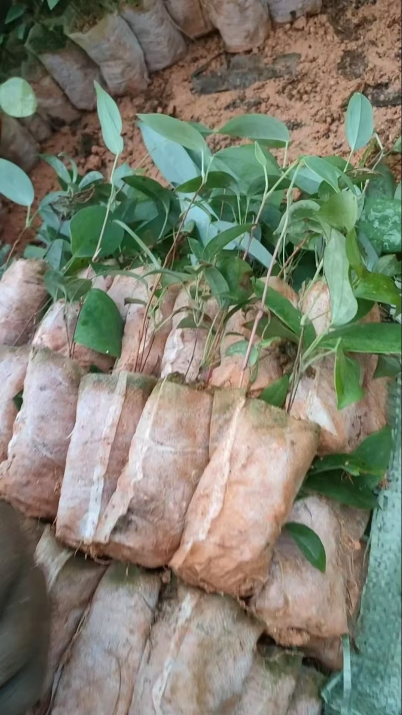 土茯苓苗，基地直供，包技术，包回收