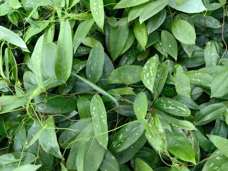 土茯苓苗，基地直供，包技术，包回收
