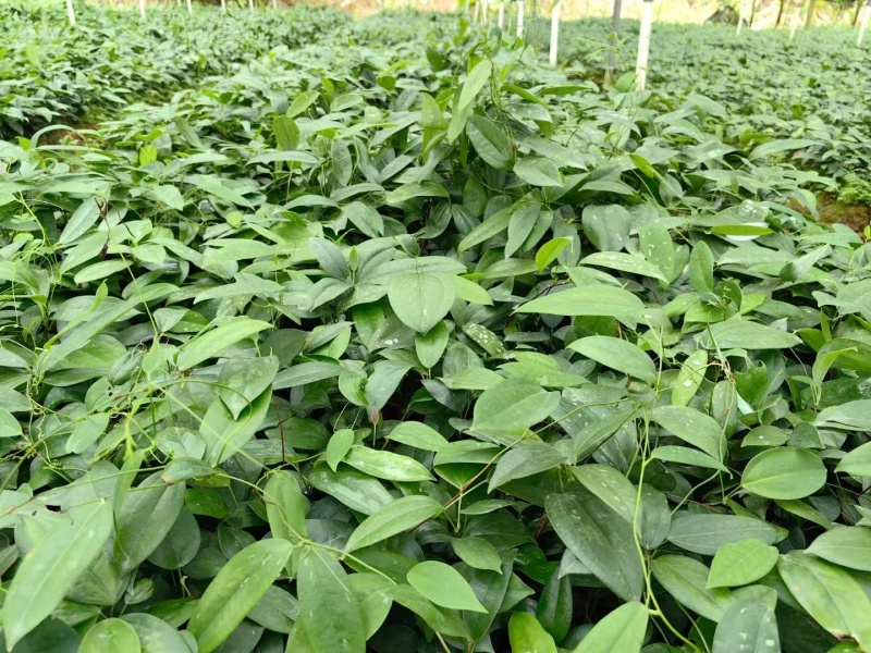 土茯苓苗，基地直供，包技术，包回收