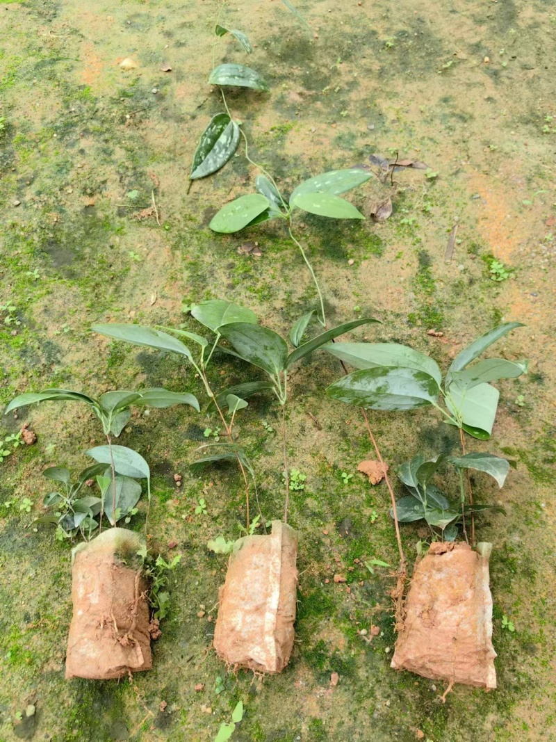 土茯苓苗，基地直供，包技术，包回收