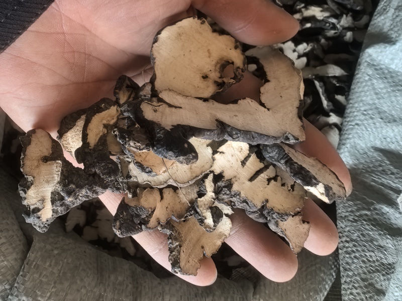 猪苓统片产地直发