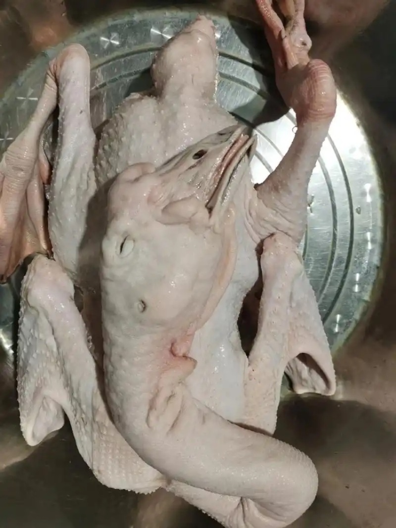 现杀狮头鹅，脚翅等