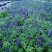 蓝花鼠尾草种子一串蓝紫花红花易活多年生宿根花卉景观庭院阳