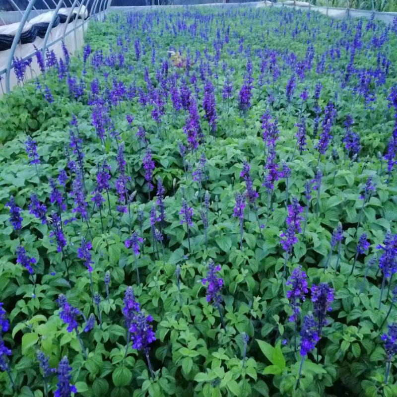蓝花鼠尾草种子一串蓝紫花红花易活多年生宿根花卉景观庭院阳