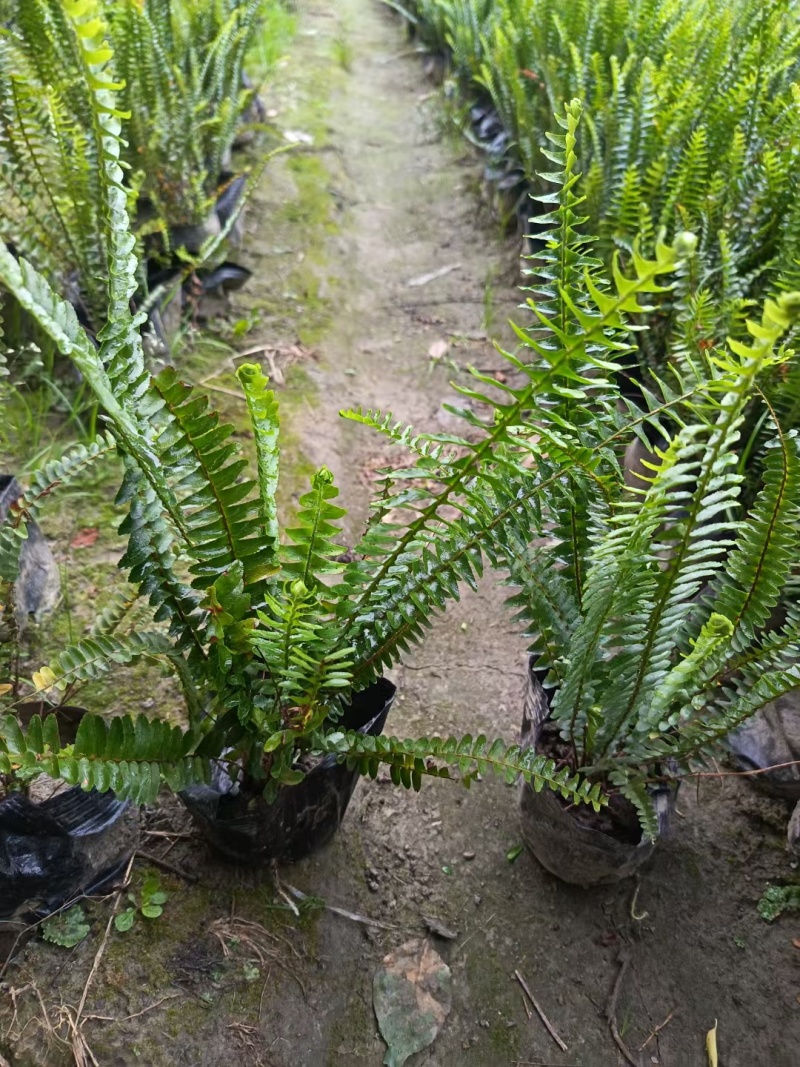 肾蕨批发，杯苗地栽苗，基地常年直销，各种规格。大量出售