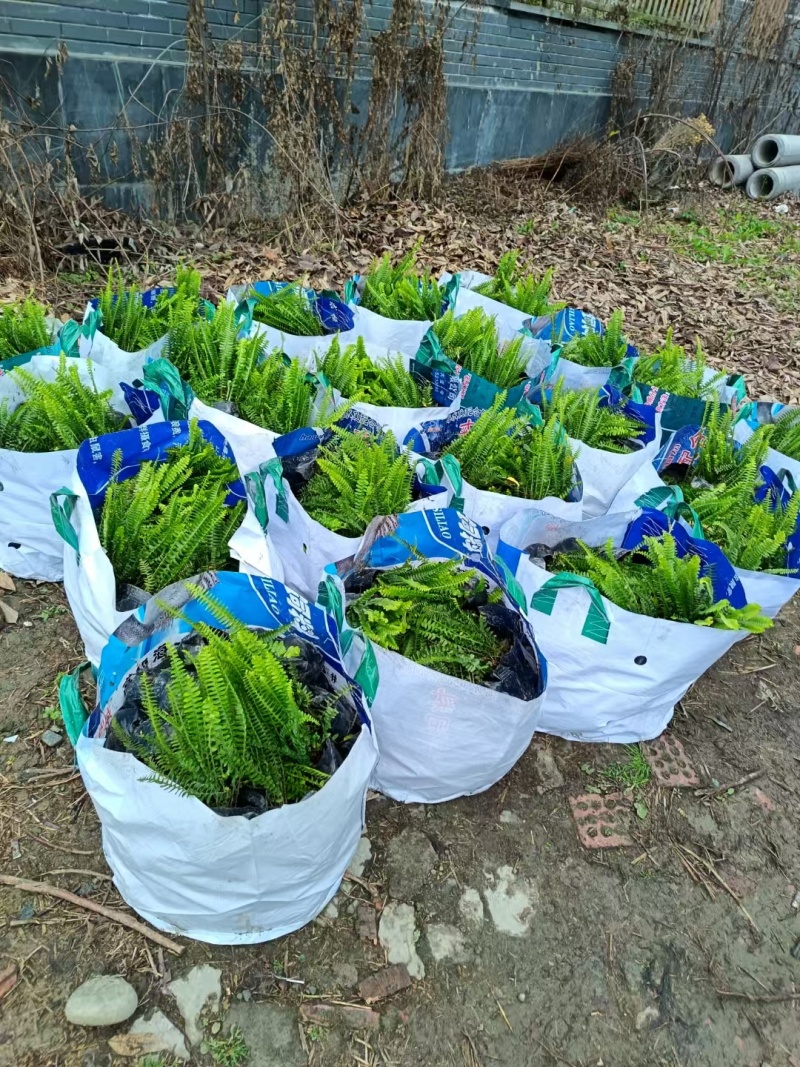 肾蕨批发，杯苗地栽苗，基地常年直销，各种规格。大量出售
