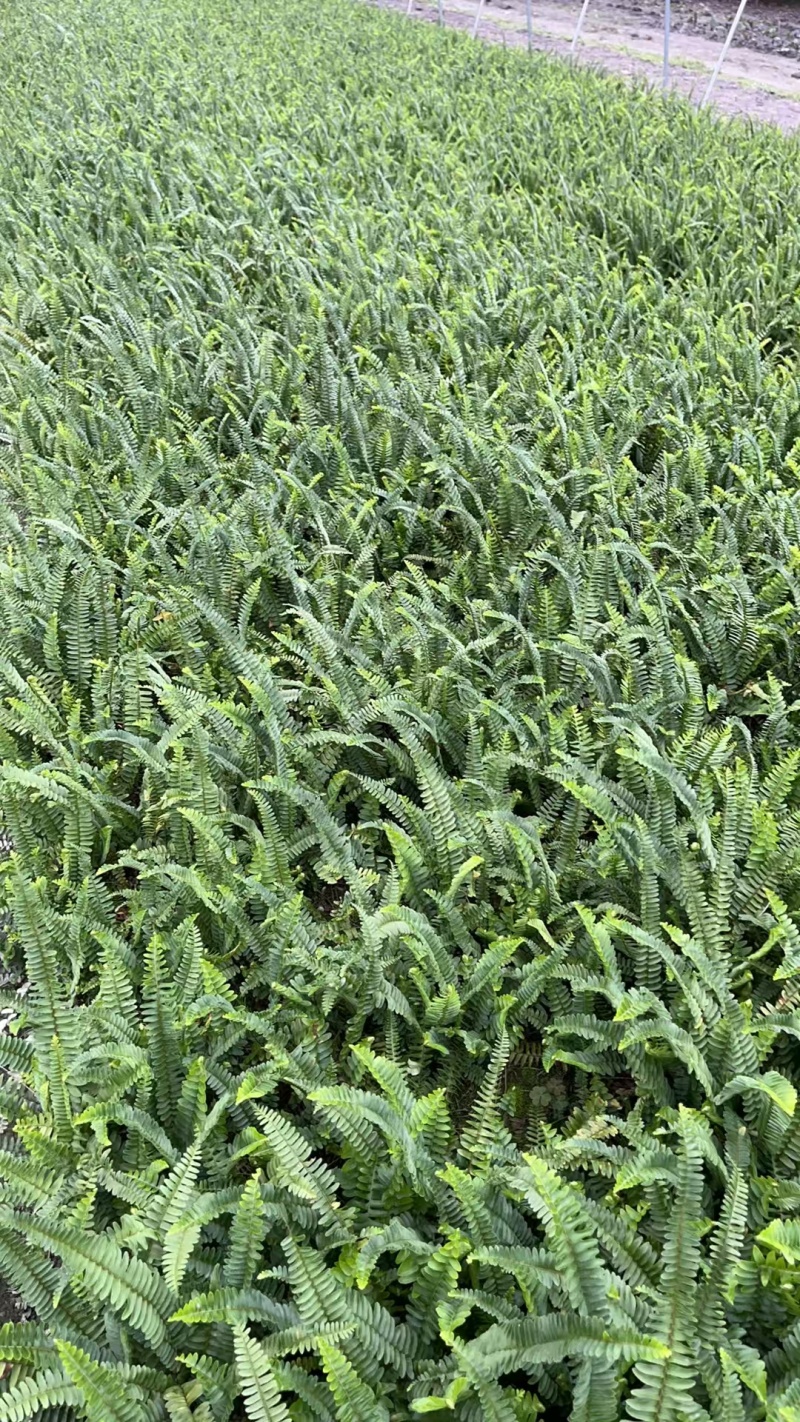 肾蕨批发，杯苗地栽苗，基地常年直销，各种规格。大量出售