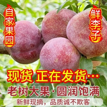 产地优质鸡血李，产地直发，价格便宜，超市，电商均可