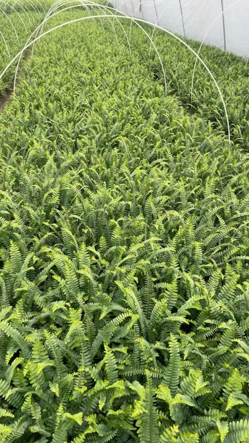 肾蕨批发，杯苗地栽苗，基地常年直销，各种规格。大量出售