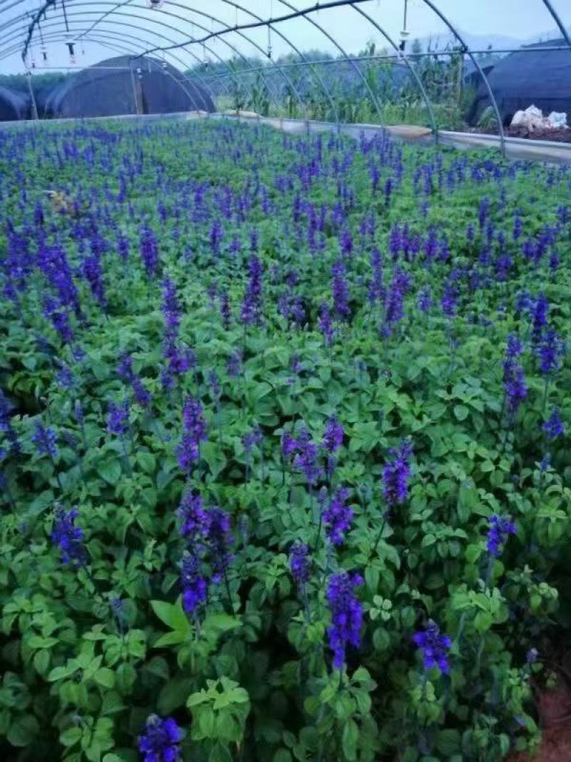 蓝花鼠尾草种子一串蓝紫花红花易活多年生宿根花卉景观庭院阳