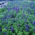蓝花鼠尾草种子一串蓝紫花红花易活多年生宿根花卉景观庭院阳