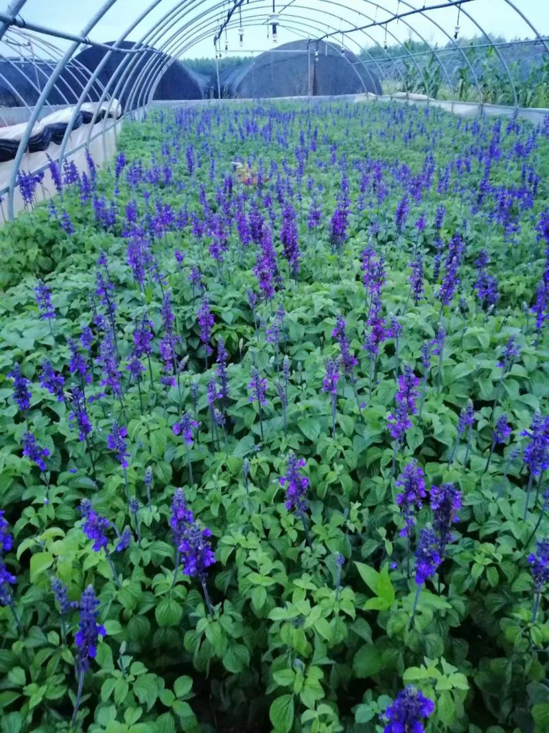 蓝花鼠尾草种子一串蓝紫花红花易活多年生宿根花卉景观庭院阳