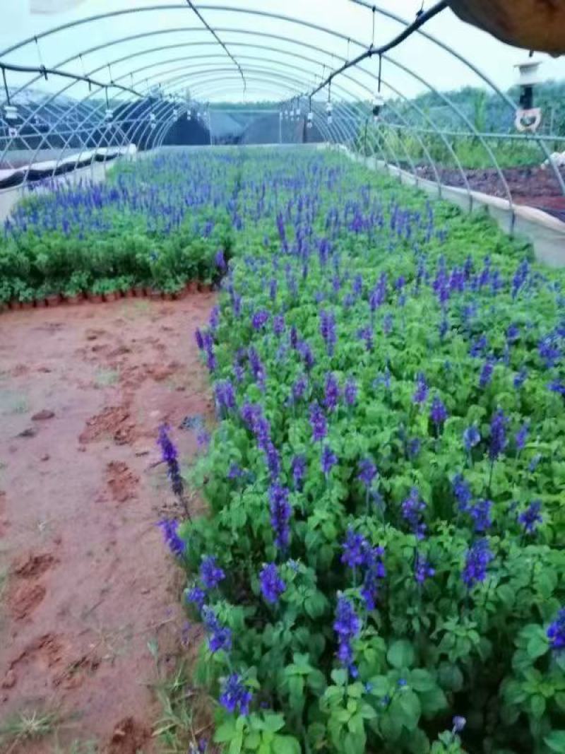 蓝花鼠尾草种子一串蓝紫花红花易活多年生宿根花卉景观庭院阳