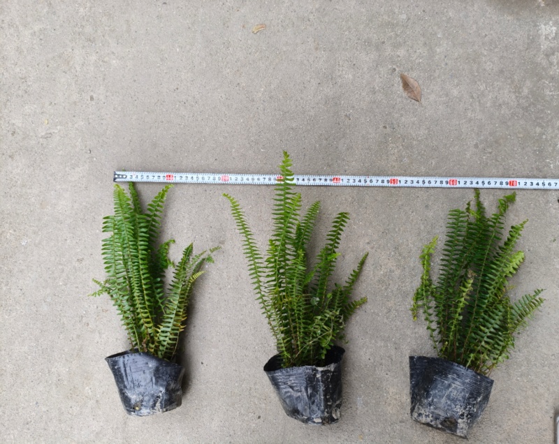 肾蕨批发，杯苗地栽苗，基地常年直销，各种规格。大量出售