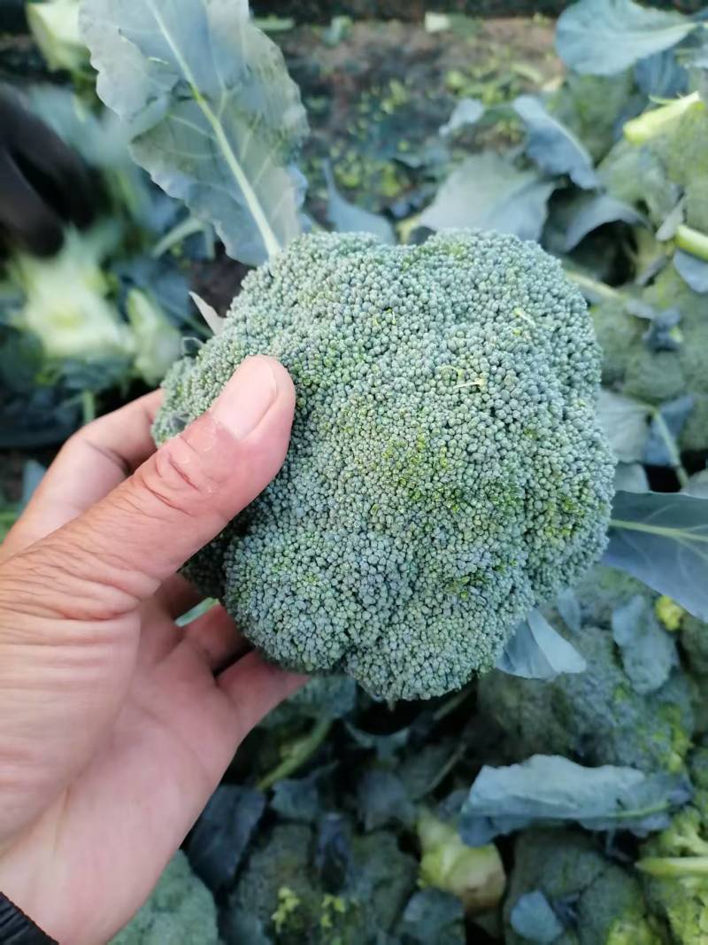 西兰花