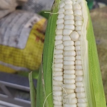 大量供应