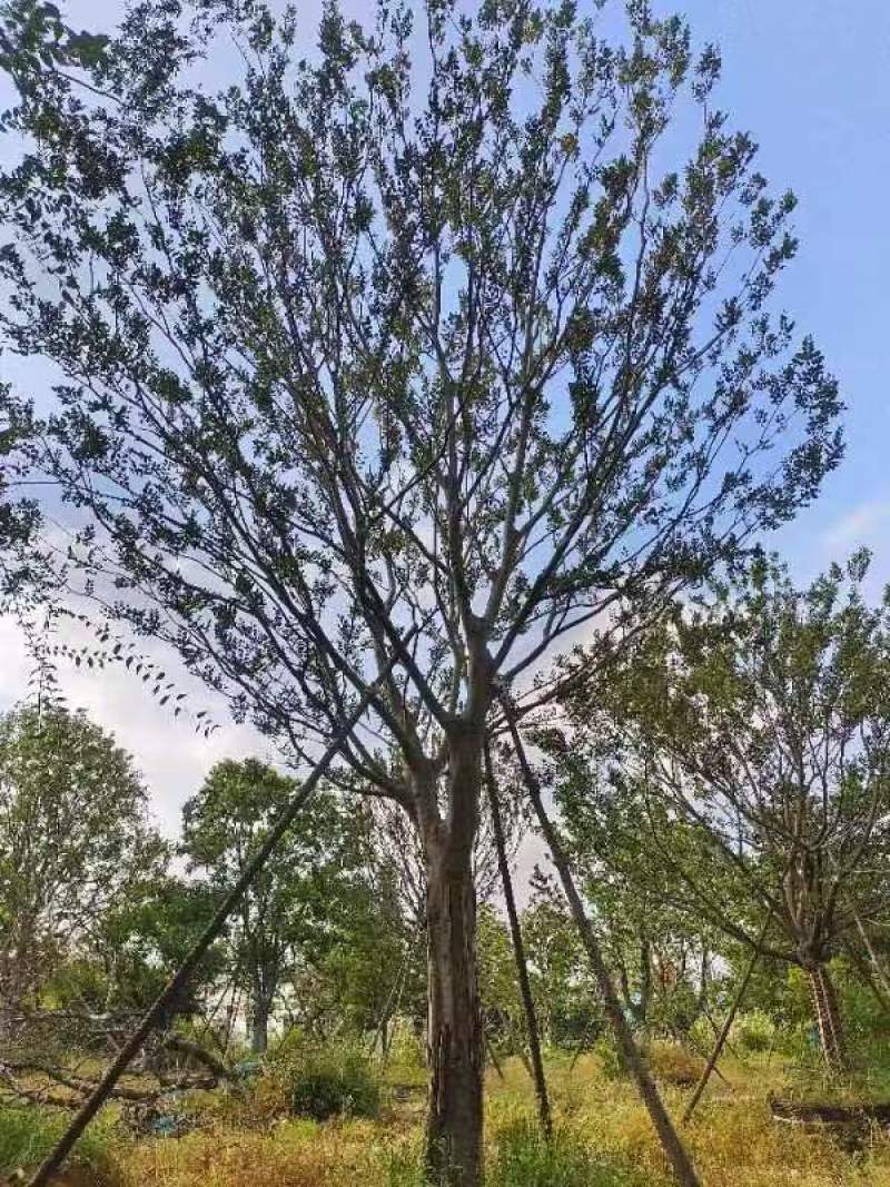 朴树单