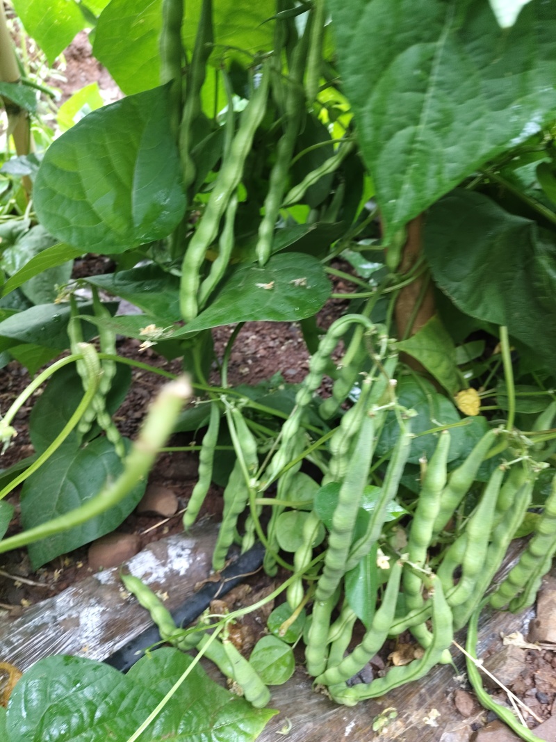 四季大青豆