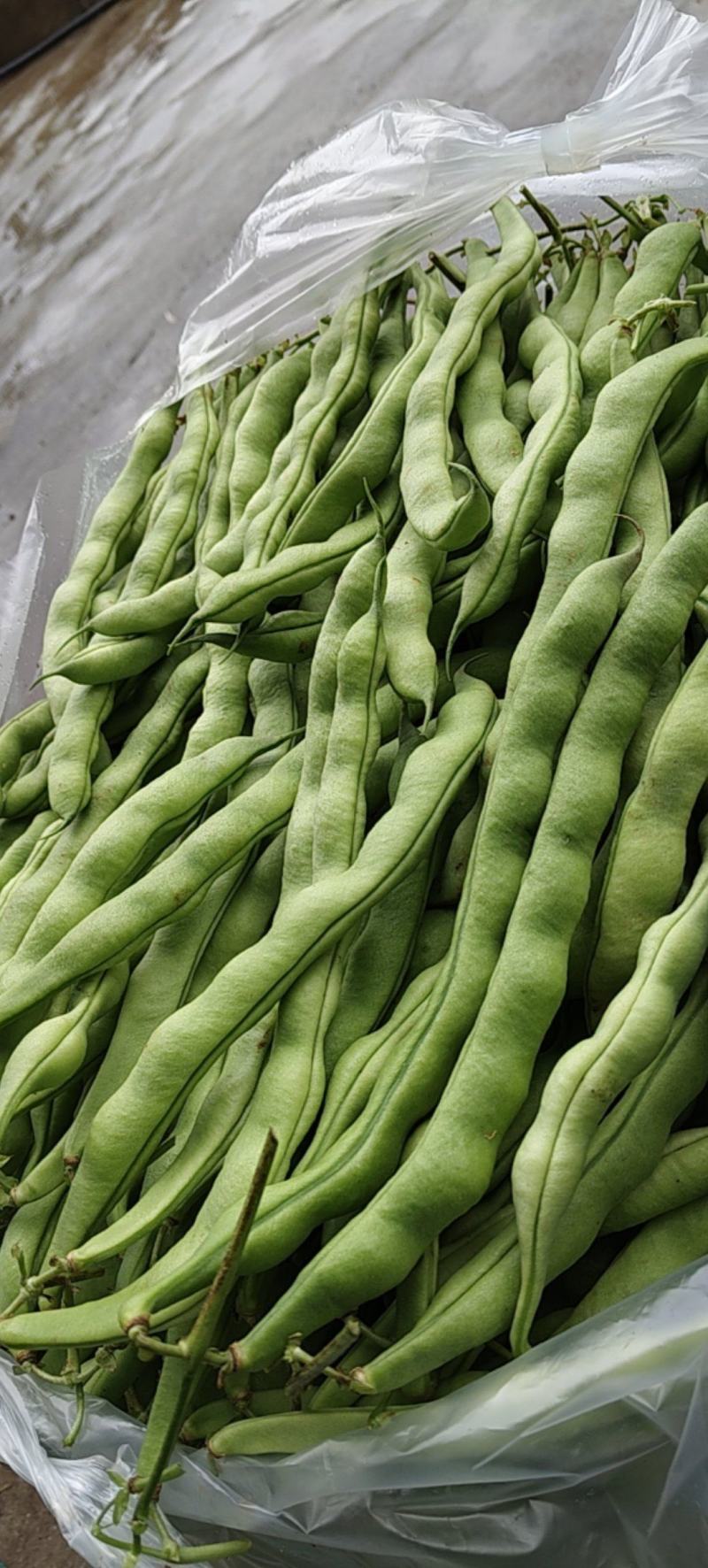 四季大青豆