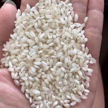 《推荐》湖南早稻大米大量上市中全年有货对接全国量大从优