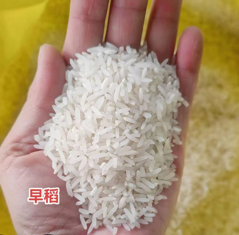 《推荐》湖南早稻大米大量上市中全年有货对接全国量大从优