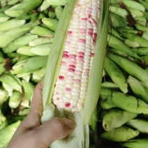 白.花糯玉米、颗粒饱满、地头直供、一手货原、新鲜上市！
