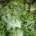 散叶生菜意大利生菜球，芹菜大白菜，精品西兰花，有需要的联