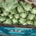 散叶生菜意大利生菜球，芹菜大白菜，精品西兰花，有需要的联