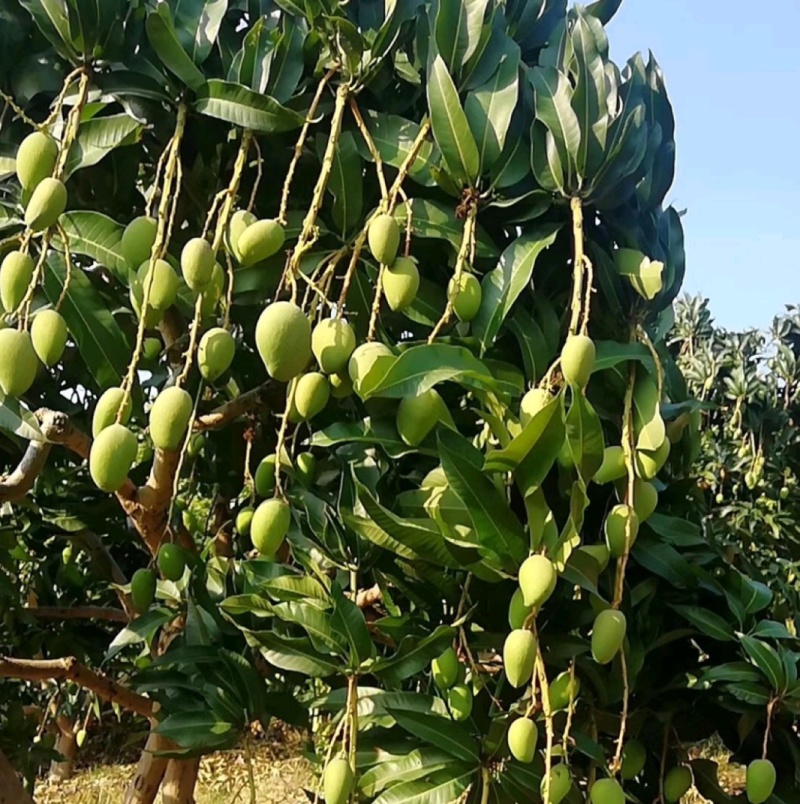 芒果大台农小台农大量批发和零售两不误。甜度极高
