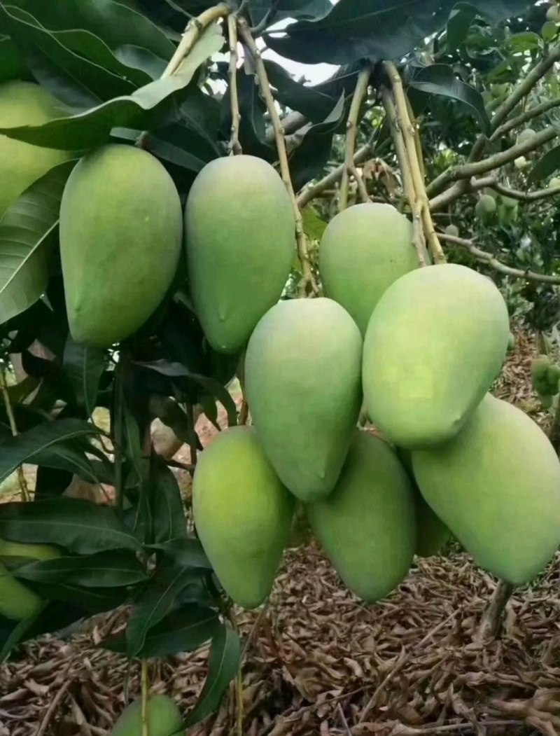 芒果大台农小台农大量批发和零售两不误。甜度极高