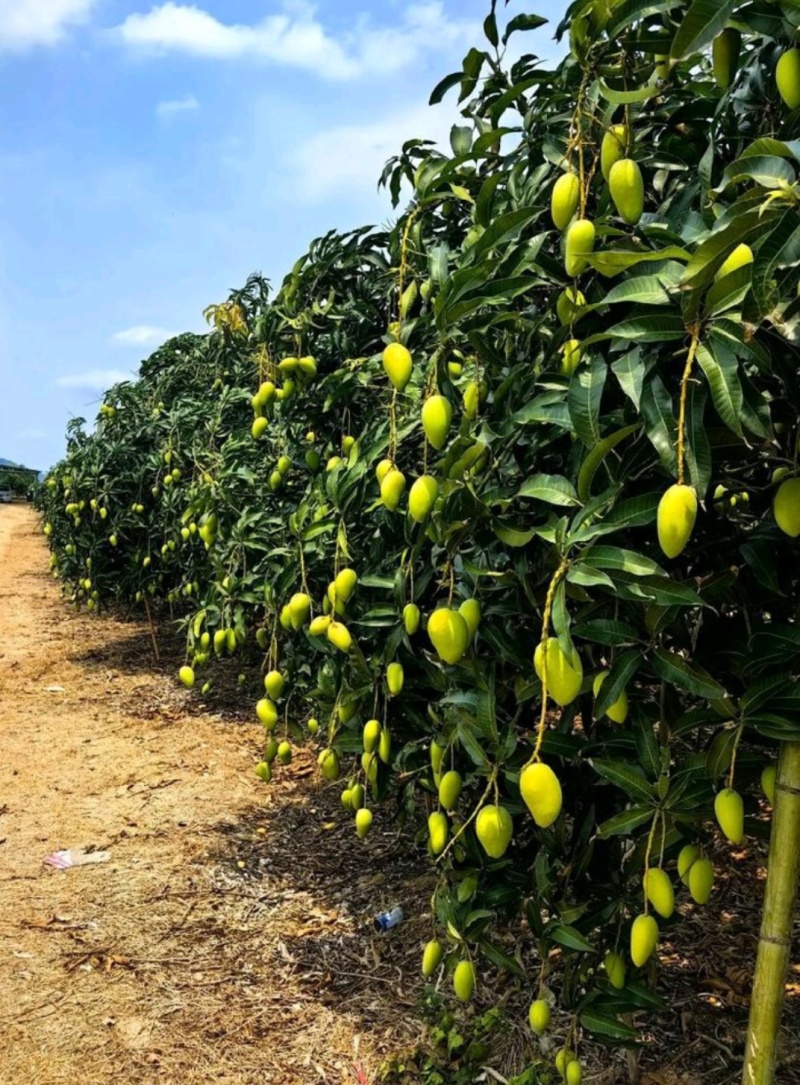 芒果大台农小台农大量批发和零售两不误。甜度极高