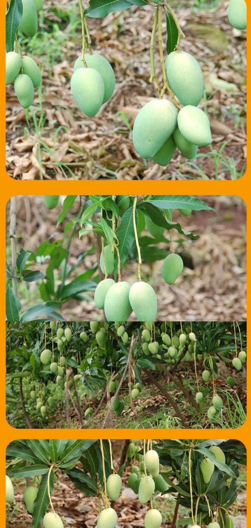 芒果大台农小台农大量批发和零售两不误。甜度极高
