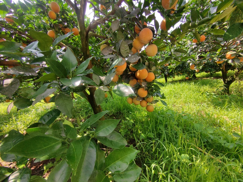 夏橙，农场直供，产地直发，量大从优，价格可谈