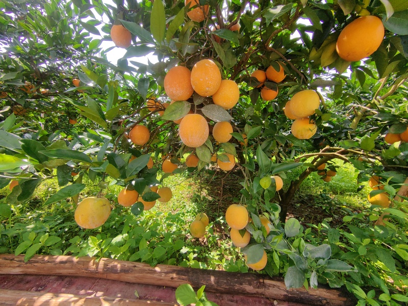 夏橙，农场直供，产地直发，量大从优，价格可谈