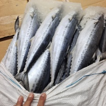 威海石岛船冻鲅鱼马鲛鱼1-1.5/2-3规格齐全