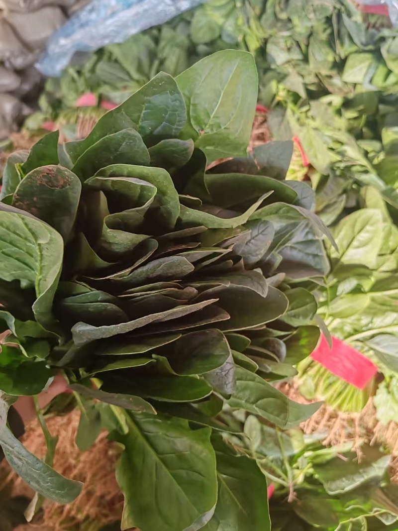 精品香菜