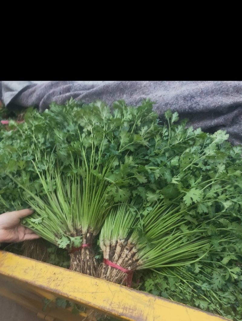 精品香菜