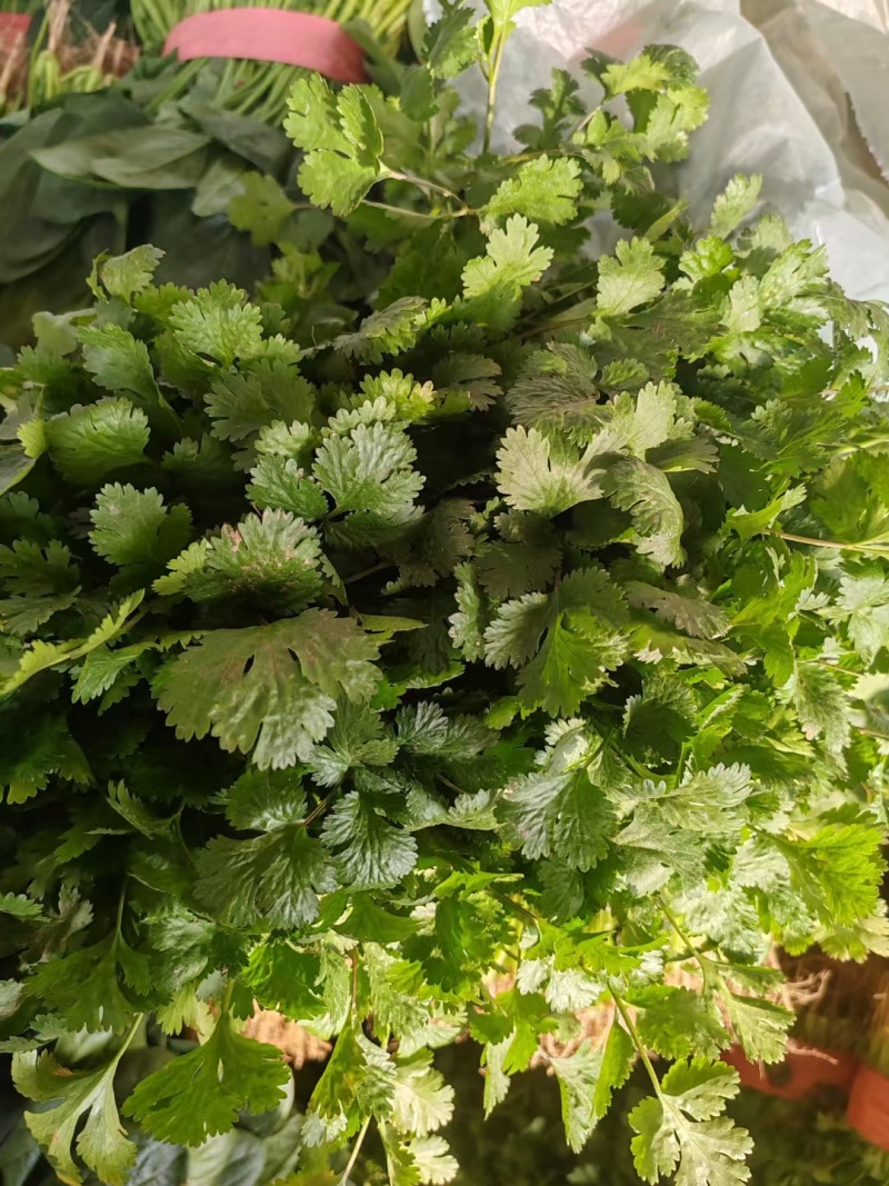 精品香菜