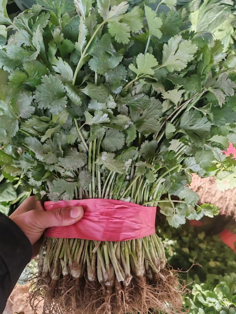 精品香菜