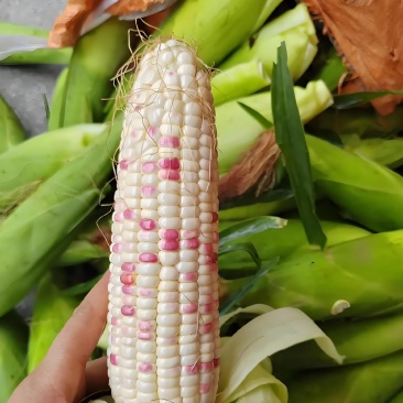 白.花糯玉米，颗粒饱满、地头直供成信第一、新鲜上市！