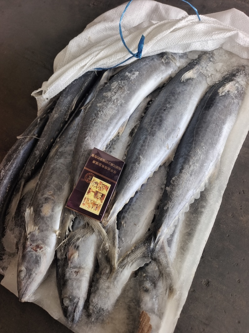 威海石岛船冻鲅鱼马鲛鱼1-1.5/2-3规格齐全