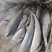 威海石岛船冻鲅鱼马鲛鱼1-1.5/2-3规格齐全
