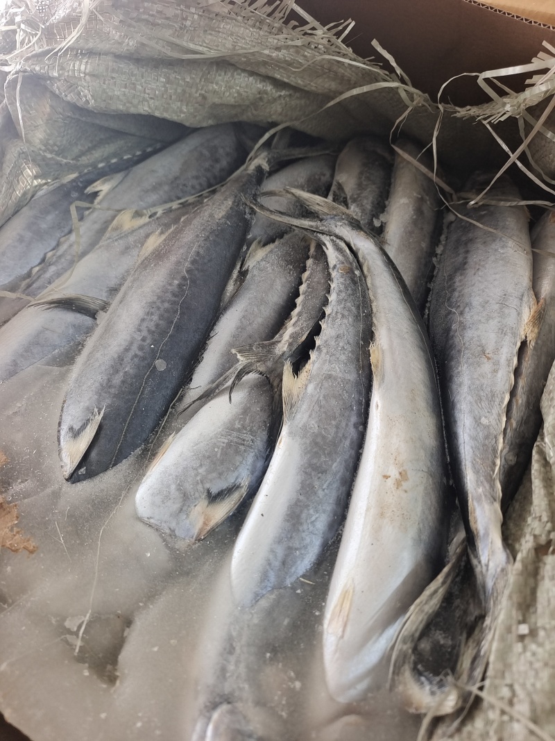 威海石岛船冻鲅鱼马鲛鱼1-1.5/2-3规格齐全