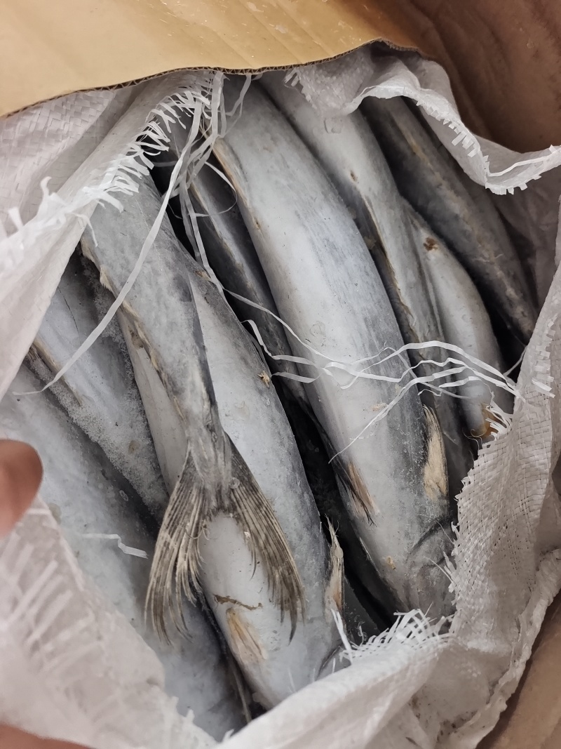 威海石岛船冻鲅鱼马鲛鱼1-1.5/2-3规格齐全