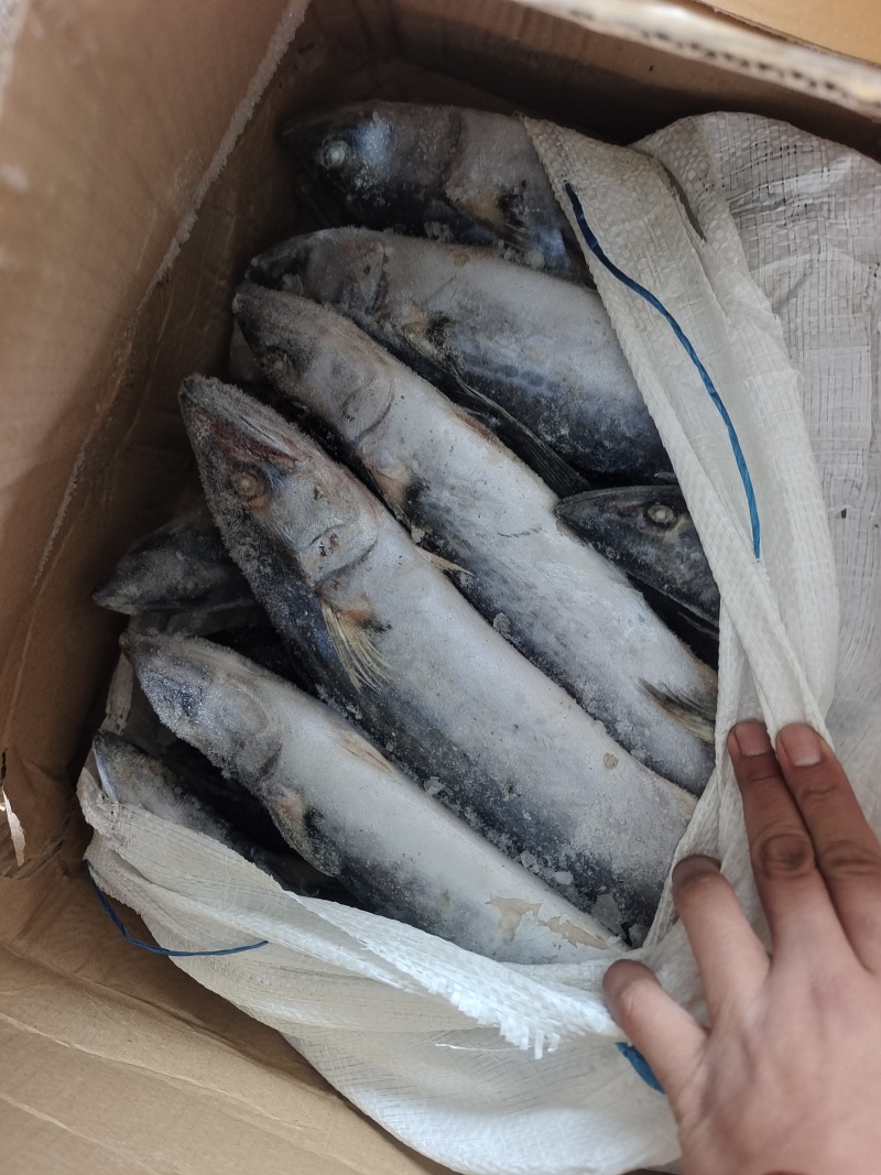 威海石岛船冻鲅鱼马鲛鱼1-1.5/2-3规格齐全